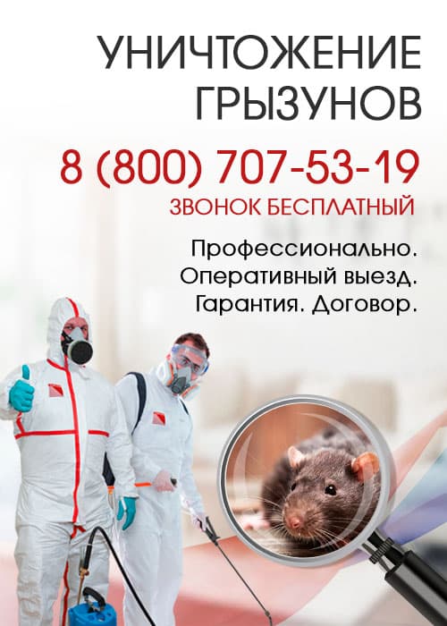 Уничтожение крыс в Ивантеевке