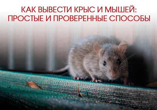 Как вывести крыс и мышей в Ивантеевке: простые и проверенные способы