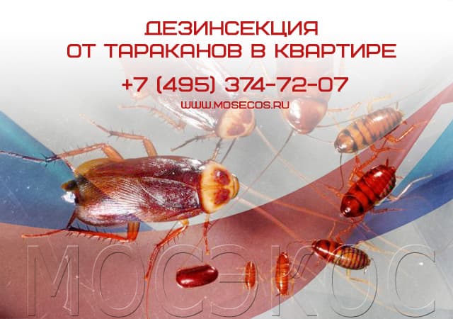 Дезинсекция от тараканов в квартире в Ивантеевке