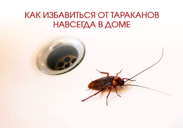 Как избавиться от тараканов в доме в Ивантеевке