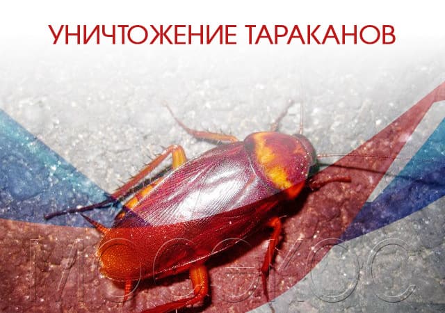 Уничтожение тараканов в Ивантеевке