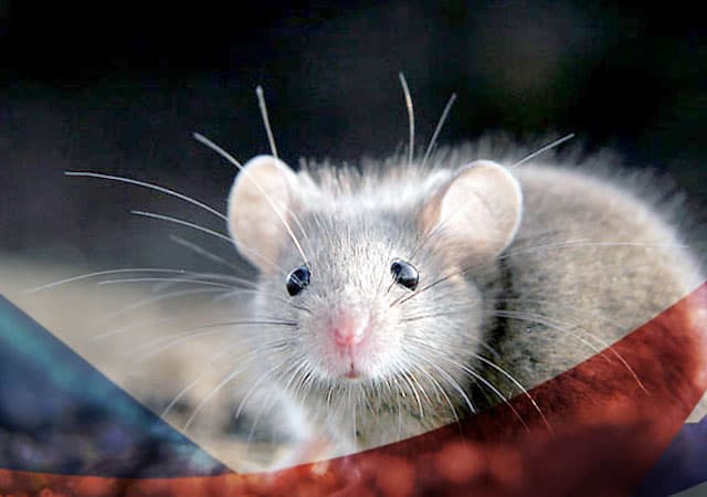 Уничтожение мышей в Ивантеевке