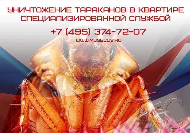 Уничтожение тараканов специализированной службой в Ивантеевке