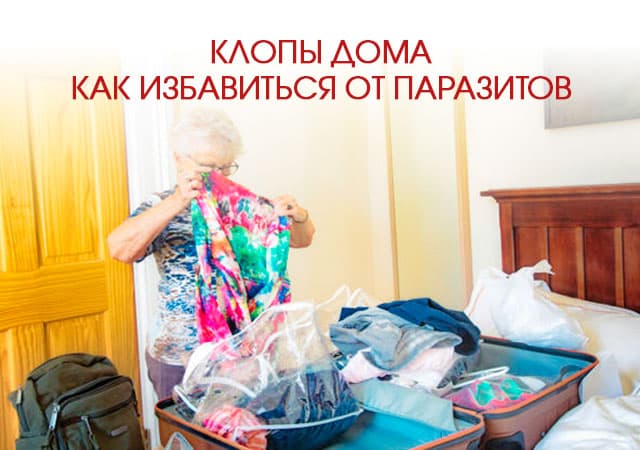 Клопы дома: как избавиться от паразитов в Ивантеевке